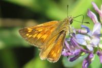 Ochlodes sylvanus