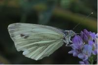 Pieris napi