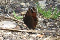 Aglais io