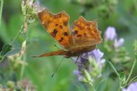 Polygonia c-album