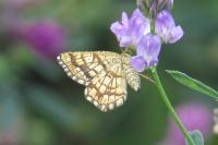 Chiasmia clathrata