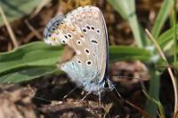 Lysandra bellargus