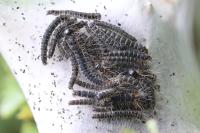 Eriogaster lanestris