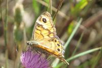 Lasiommata megera