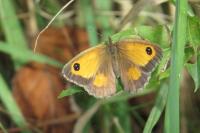 Pyronia tithonus
