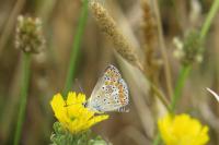Aricia agestis