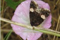 Tyta luctuosa