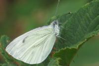 Pieris napi