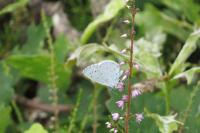 Celastrina argiolus