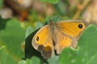 Pyronia tithonus