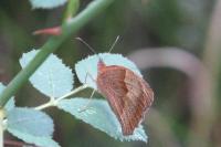 Maniola jurtina