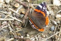 Vanessa atalanta
