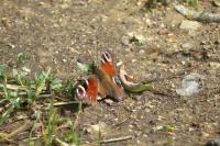 Aglais io