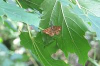 Ematurga atomaria