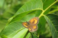 Pyronia tithonus