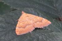 Camptogramma bilineata