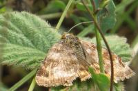 Euclidia glyphica