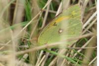 Colias crocea