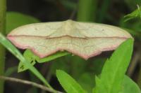 Timandra comae