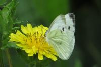 Pieris napi
