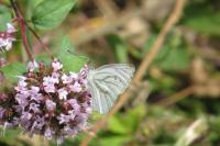 Pieris napi