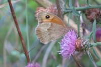 Maniola jurtina