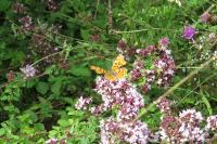 Polygonia c-album