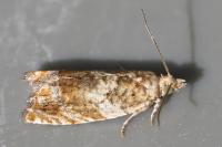 Epinotia abbreviana