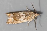 Epinotia abbreviana