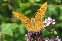 Argynnis paphia