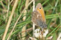 Coenonympha pamphilus