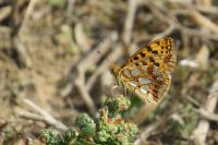 Issoria lathonia