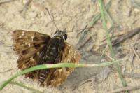 Carcharodus alceae