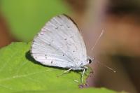 Celastrina argiolus