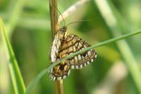Chiasmia clathrata