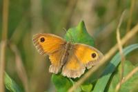 Pyronia tithonus