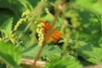 Polygonia c-album