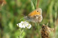 Coenonympha pamphilus