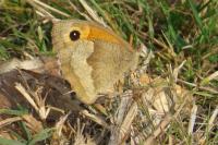 Maniola jurtina