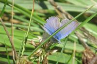 Polyommatus icarus