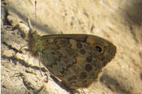 Lasiommata megera