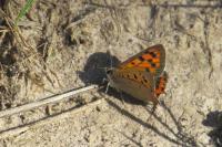 Lycaena phlaeas