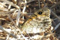 Lasiommata megera