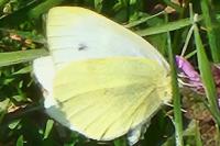 Pieris rapae