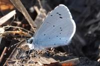 Celastrina argiolus