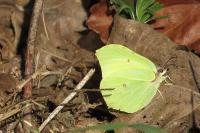 Gonepteryx rhamni
