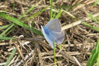 Polyommatus icarus