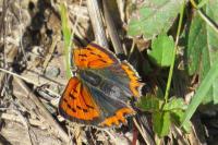 Lycaena phlaeas