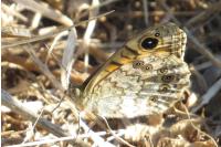 Lasiommata megera