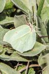 Gonepteryx rhamni